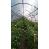 Теплица каркасная из поликарбоната 3х4 м, высота 2,1 м (модульная)